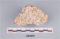 藏品(藻類化石(藻球))的圖片